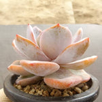 PRESALE Echeveria Lauii Hybrid, (Not so Random)