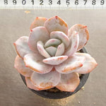 PRESALE Echeveria Lauii Hybrid, (Not so Random)