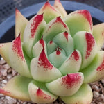 PRESALE Echeveria Agavoides Topaz, (Not so Random)