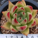 PRESALE Echeveria Agavoides Topaz, (Not so Random)