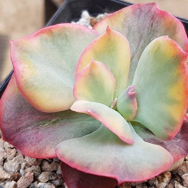 PRESALE Echeveria Harry Butterfield, Variegata, (Not so Random)