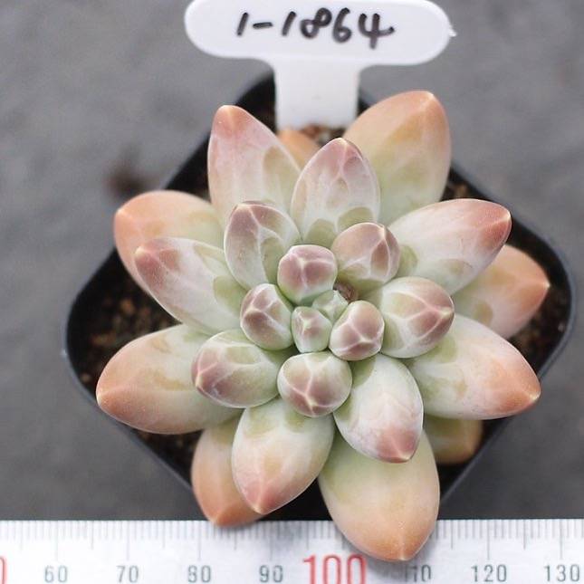 PRESALE Pachyphytum Sp.