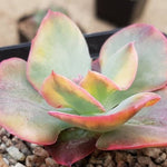 PRESALE Echeveria Harry Butterfield, Variegata, (Not so Random)