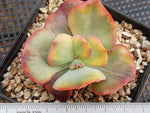 PRESALE Echeveria Harry Butterfield, Variegata, (Not so Random)