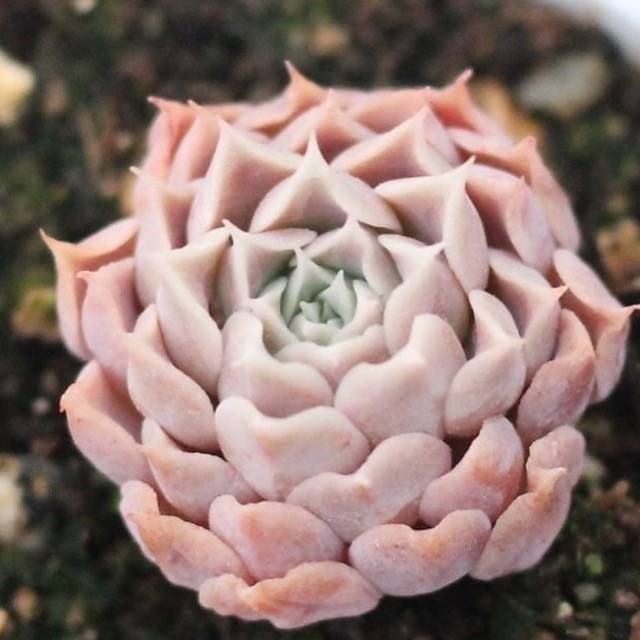 PRESALE Echeveria Helena Sp.