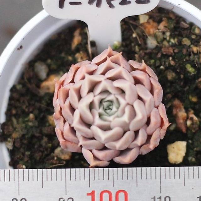 PRESALE Echeveria Helena Sp.