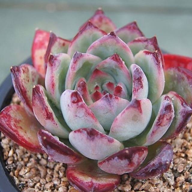 Echeveria Ratam, (Random)