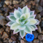 PRESALE Echeveria Mebina, Variegata, (Random)