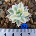 PRESALE Echeveria Mebina, Variegata, (Random)