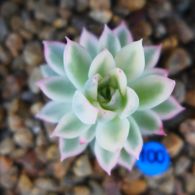 PRESALE Echeveria Mebina, Variegata, (Random)