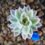 PRESALE Echeveria Mebina, Variegata, (Random)