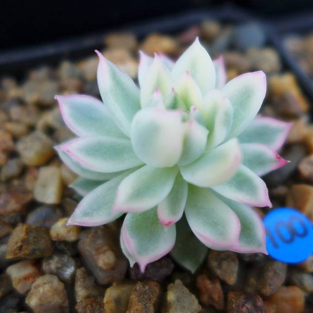 PRESALE Echeveria Mebina, Variegata, (Random)