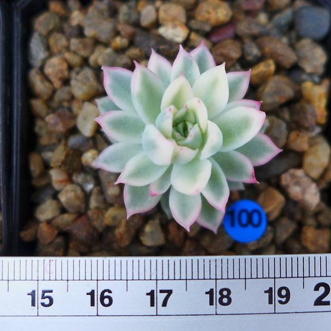 PRESALE Echeveria Mebina, Variegata, (Random)