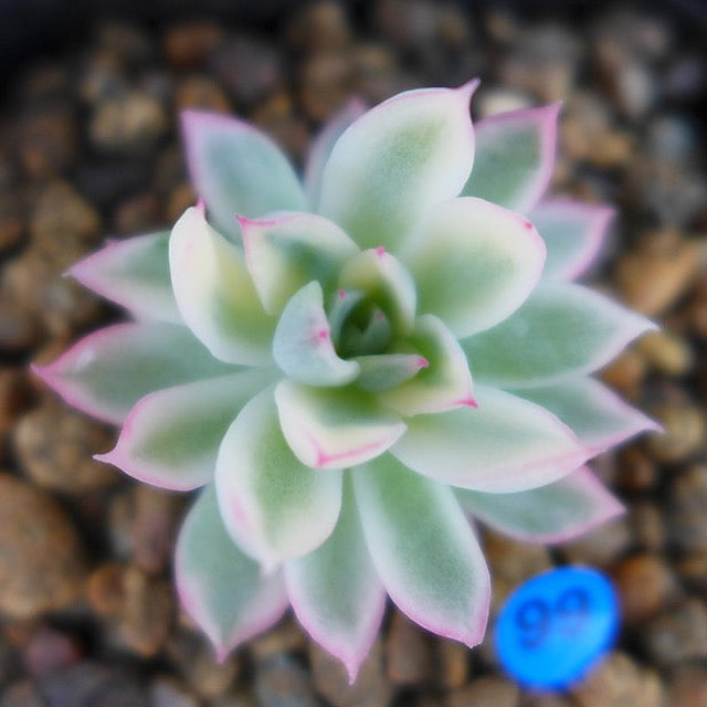 PRESALE Echeveria Mebina, Variegata, (Random)