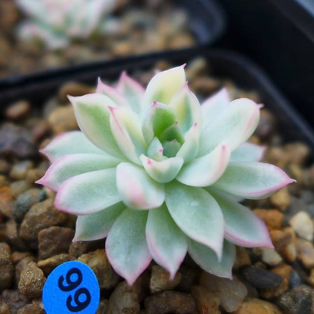 PRESALE Echeveria Mebina, Variegata, (Random)