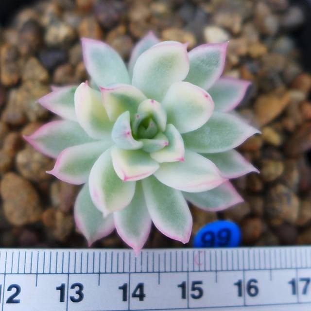 PRESALE Echeveria Mebina, Variegata, (Random)