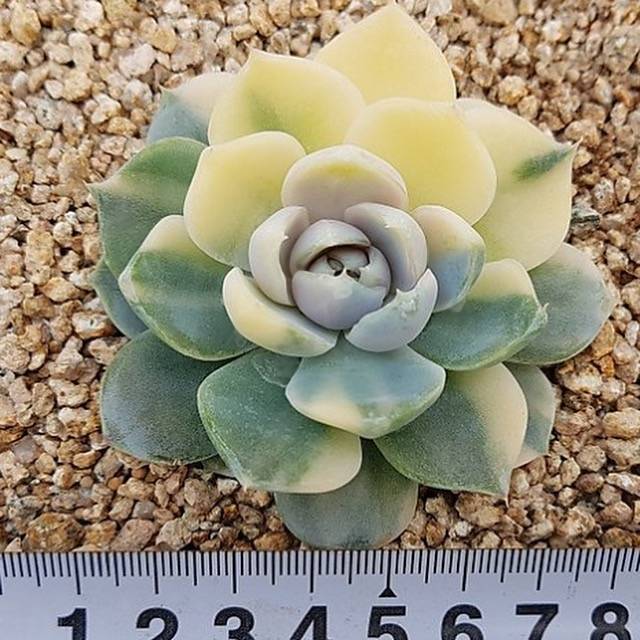 WHITE PEACOCK! Variegated Snow Bunny