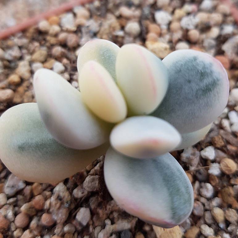 WHITE PEACOCK! Variegated Cotyledon orbiculata cv