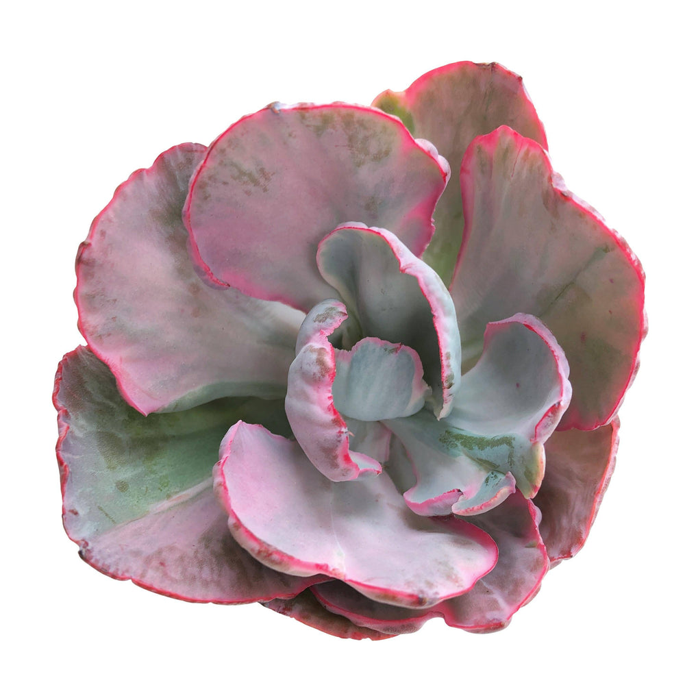 Echeveria Flying Cloud