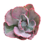 Echeveria Flying Cloud