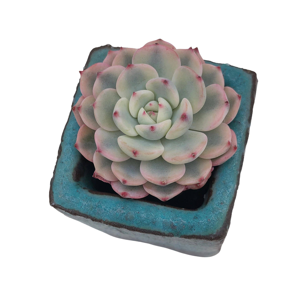 echeveria minima variegata Echeveria Minima, Variegata, Very Small
