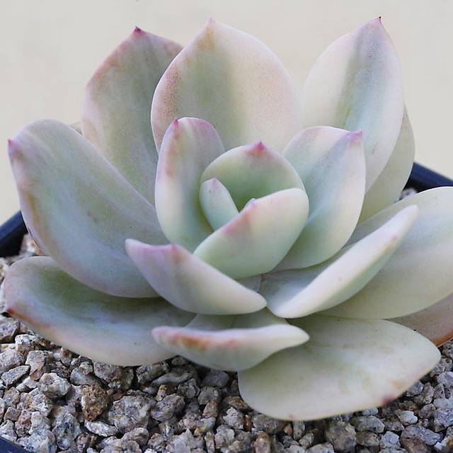 WHITE PEACOCK! Echeveria White Bar