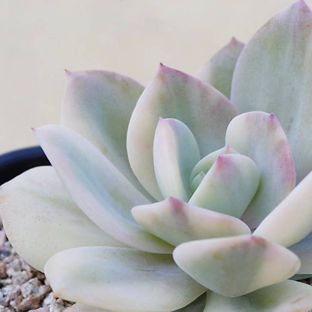 WHITE PEACOCK! Echeveria White Bar