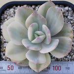 WHITE PEACOCK! Echeveria White Bar