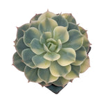 Echeveria Bluette, Variegata, Blemished