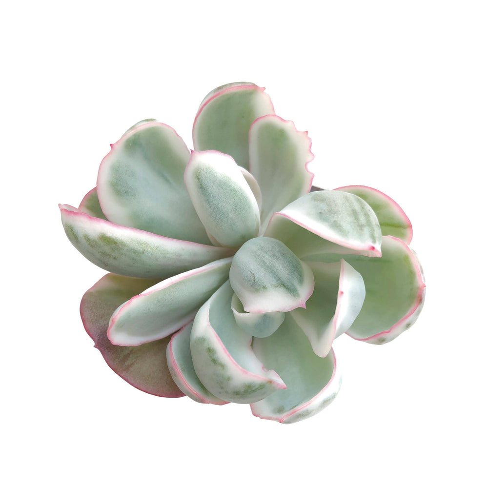 Echeveria Berkeley Light, Double