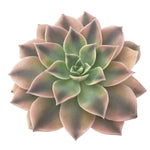 Echeveria Anna, Platinum Variegation-- See Video!