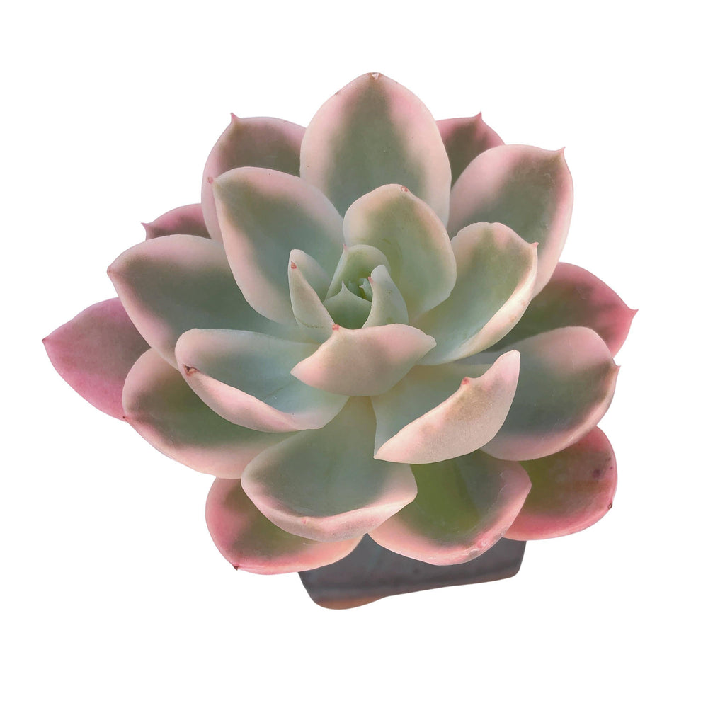 Echeveria Pink Vera, Variegata