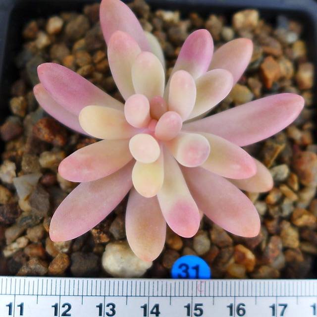 WHITE PEACOCK! Variegated Sedum Pachyphyllum Thin Blue Form