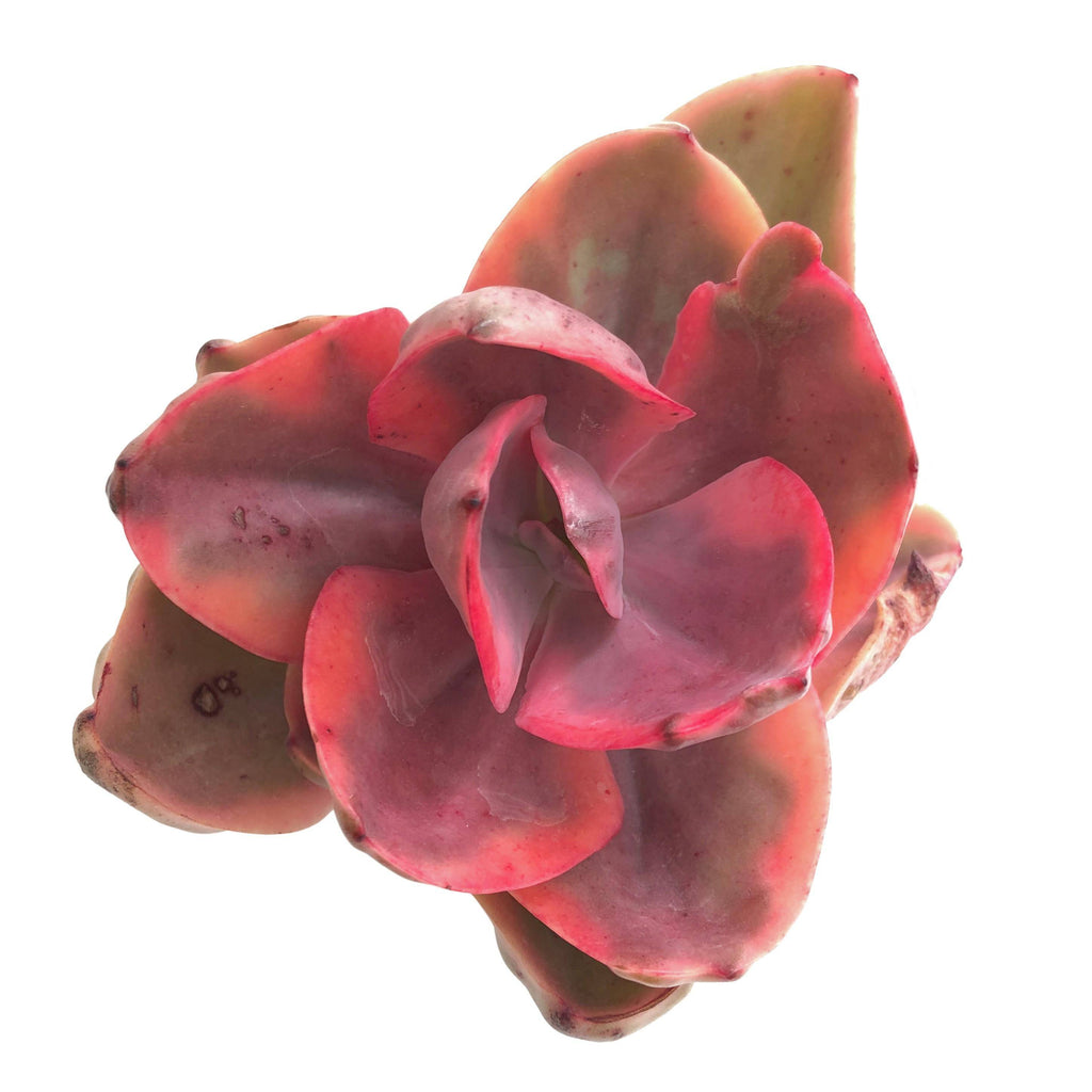 Echeveria Golden State, Variegata (Large) – Cedar Creek Farmhouse