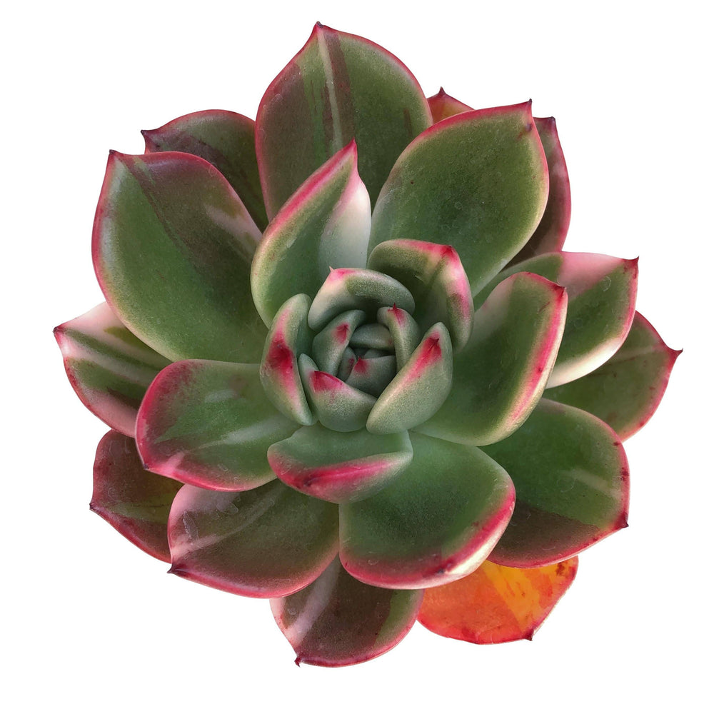 Echeveria Starboss, Variegata – Cedar Creek Farmhouse