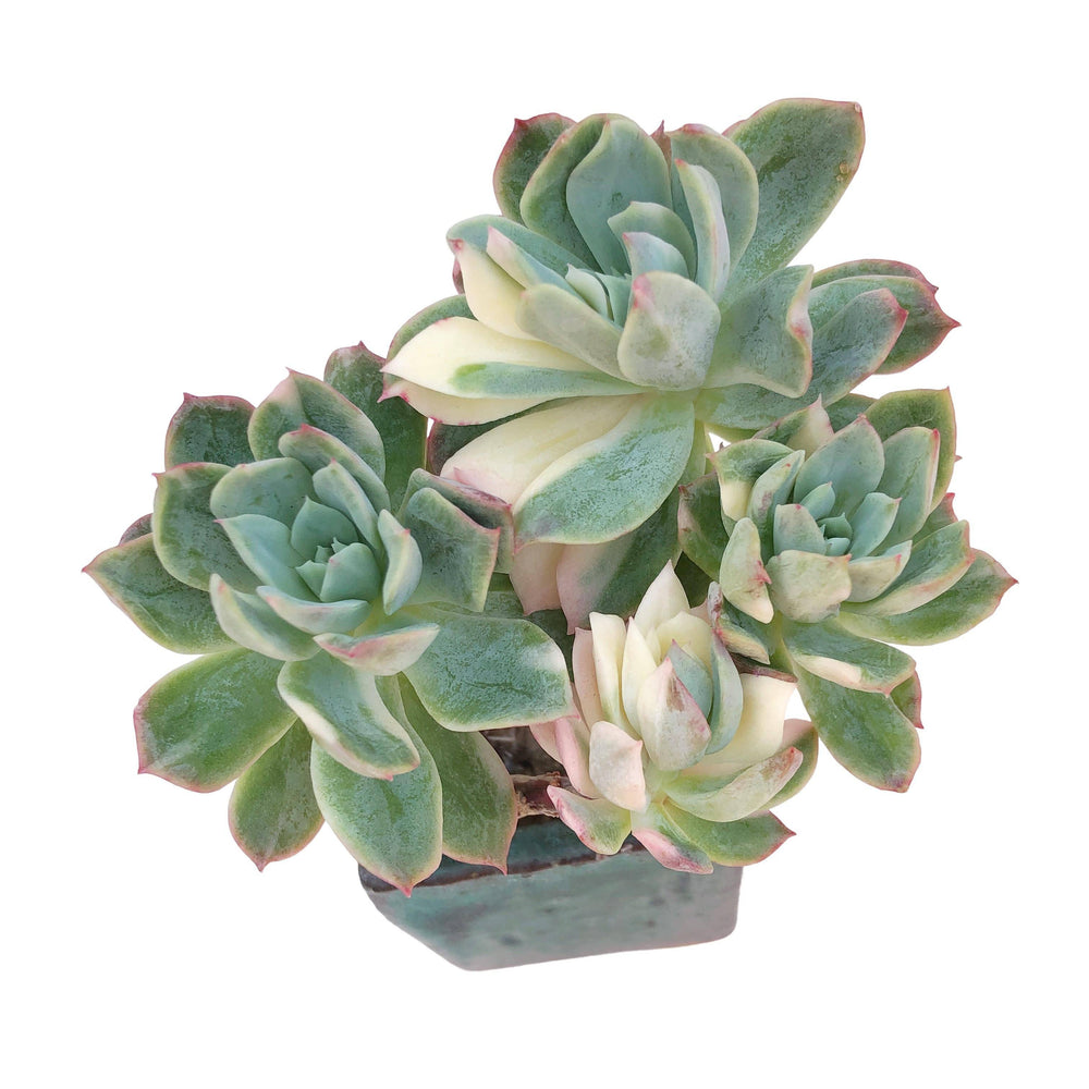 bradburiana succulent Echeveria Bradburiana, Variegated Cluster