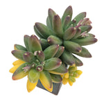 Pachyphytum Compactum, Variegata, Huge Cluster