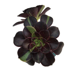 Aeonium Big Bang, Double