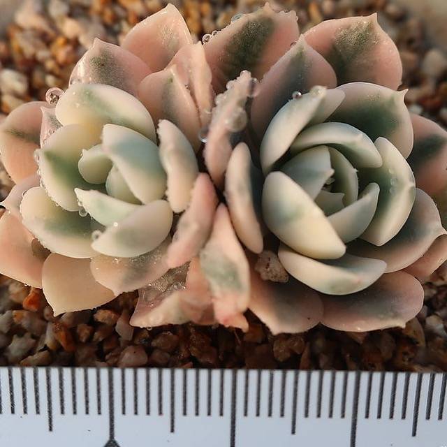 RESERVED- Variegated Akaihosi, Double + Pup
