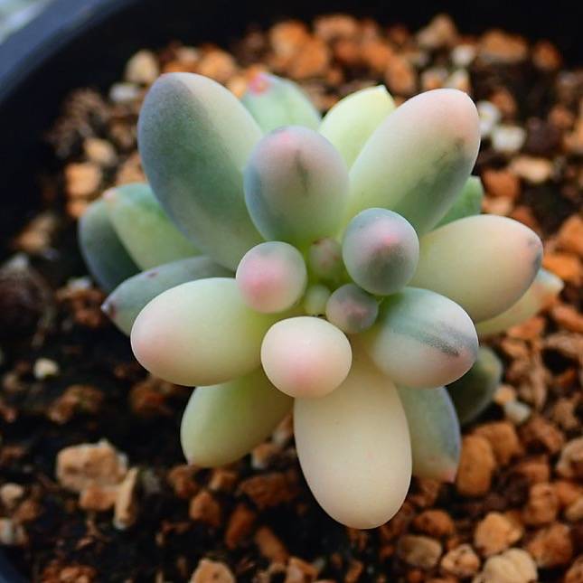 WHITE PEACOCK! Variegated Pachyphytum Machucae