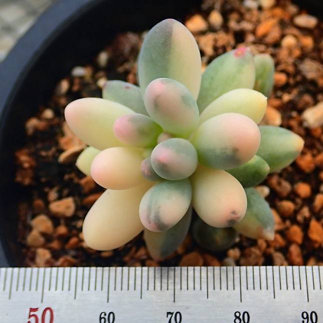 WHITE PEACOCK! Variegated Pachyphytum Machucae