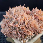 PRESALE Echeveria Peacockii Cristata, (Not so Random)