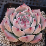 PRESALE Echeveria Pavillion, (Random)