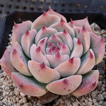 PRESALE Echeveria Pavillion, (Random)