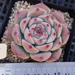 PRESALE Echeveria Pavillion, (Random)