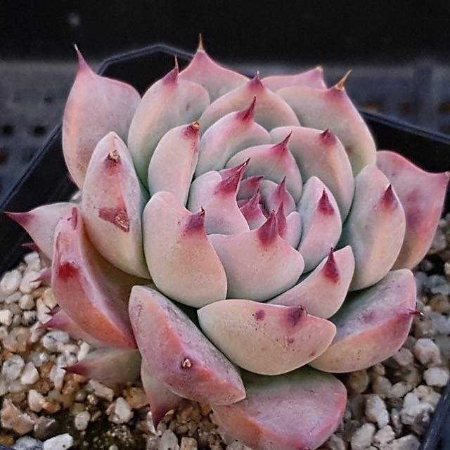 PRESALE Echeveria Pavillion, (Random)