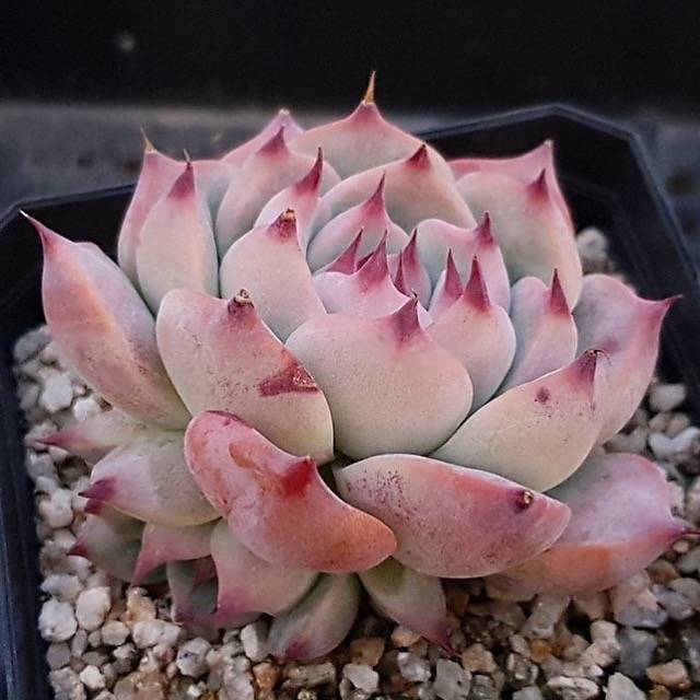 PRESALE Echeveria Pavillion, (Random)