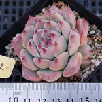 PRESALE Echeveria Pavillion, (Random)