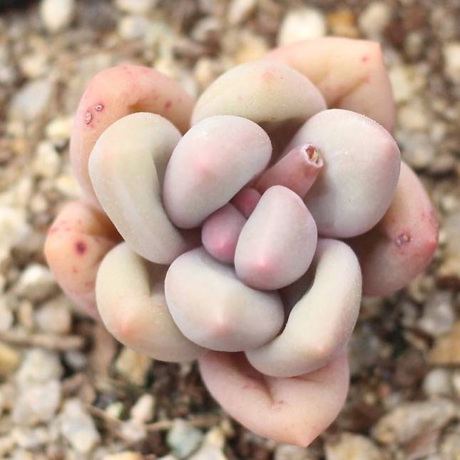 PRESALE Echeveria 'Valentine'