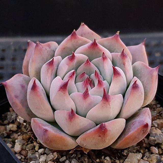 PRESALE Echeveria Pavillion, (Random)